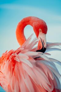 Close-up of a vibrant pink flamingo gracefully preening its feathers under a clear blue sky. Close-up of a vibrant pink flamingo gracefully preening its feathers under a clear blue sky.